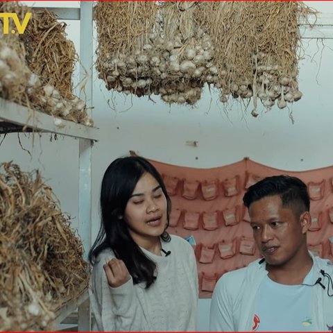 Kehidupan Para Petani Bawang Putih di Jateng, Masih Dikelola Tradisional Demi Hasil Panen Berkualitas