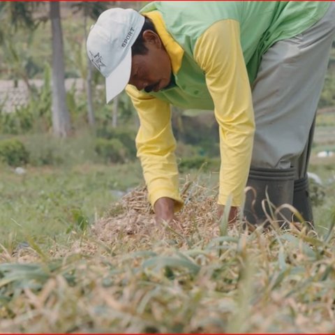 Kehidupan Para Petani Bawang Putih di Jateng, Masih Dikelola Tradisional Demi Hasil Panen Berkualitas