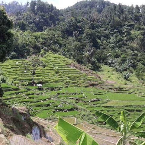 Potret Rumah di Garut dengan Pemandangan Terasering Bak Surga, Keindahannya Bikin Terpana