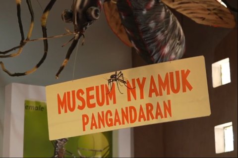 Satu-satunya di Indonesia, Begini Potret Museum Nyamuk di Pangandaran