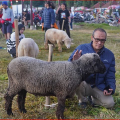 Hasil Persilangan Antara Domba Lokal dengan Domba Eropa, Ini Fakta Unik Domba Batur dari Banjarnegara