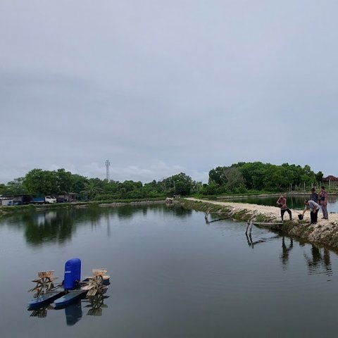 Mengenal Kampung Kerapu Lamongan, Gudangnya Ikan Segar yang Wajib Dikunjungi