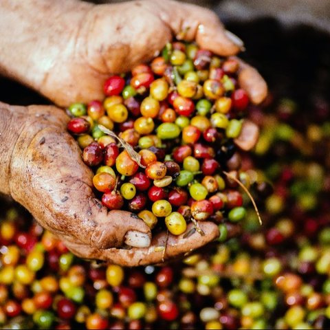 1 Oktober Merayakan Hari Kopi Sedunia, Begini Sejarahnya