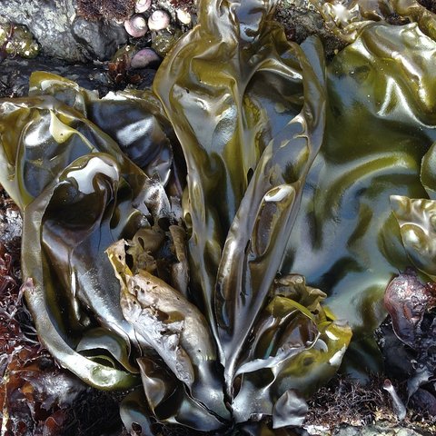 8 Manfaat Rumput Laut Hijiki untuk Kesehatan, Mengontrol Berat Badan hingga Tekanan Darah