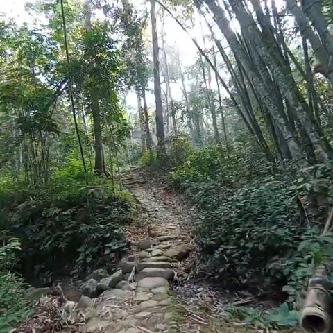 Menilik Suasana Pagi di Kampung Baduy, Pemandangan Jalan Setapak di Hutan Indah Banget