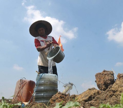 Musim kemarau yang menyengat mulai dirasa para petani di wilayah Bekasi. Mulai langkanya sumber air membuat para petani di Muara Bakti, Kecamatan Babelan harus membuat sumur dengan menggali tanah sedalam dua meter. Foto: merdeka.com / imam buhori