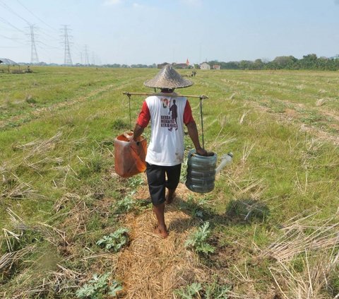 FOTO: Bekasi Mengering, Petani Menjerit Harus Gali Sumur Sedalam Dua Meter