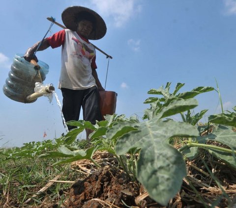 FOTO: Bekasi Mengering, Petani Menjerit Harus Gali Sumur Sedalam Dua Meter