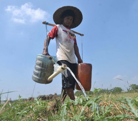 FOTO: Bekasi Mengering, Petani Menjerit Harus Gali Sumur Sedalam Dua Meter