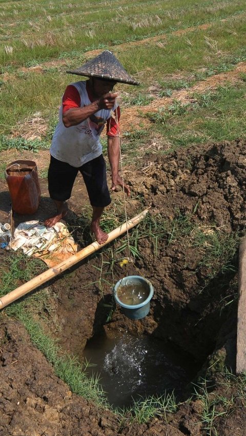 FOTO: Bekasi Mengering, Petani Menjerit Harus Gali Sumur Sedalam Dua Meter