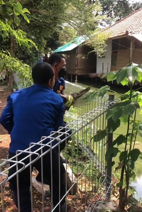 Viral Aksi Damkar Evakuasi Ikan Aligator di Kolam Sekolahan, Curi Perhatian