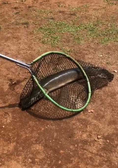 Viral Aksi Damkar Evakuasi Ikan Aligator di Kolam Sekolahan, Curi Perhatian