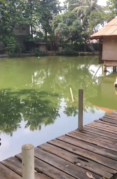 Viral Aksi Damkar Evakuasi Ikan Aligator di Kolam Sekolahan, Curi Perhatian