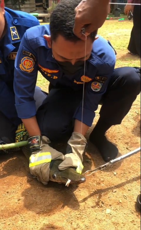 Viral Aksi Damkar Evakuasi Ikan Aligator di Kolam Sekolahan, Curi Perhatian