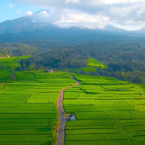 Jalanan Membelah Sawah di Tabanan Bali Ini Romantis Abis, Cocok Dikunjungi Bareng Pasangan