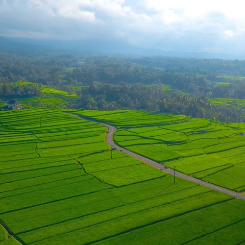 Jalanan Membelah Sawah di Tabanan Bali Ini Romantis Abis, Cocok Dikunjungi Bareng Pasangan