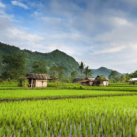 Jalanan Membelah Sawah di Tabanan Bali Ini Romantis Abis, Cocok Dikunjungi Bareng Pasangan