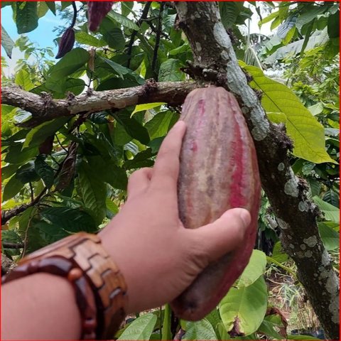 Mencicipi Cokelat Nglanggeran Gunungkidul, Inovasi Warga Desa Hasilkan Produk Lokal yang Siap Mendunia