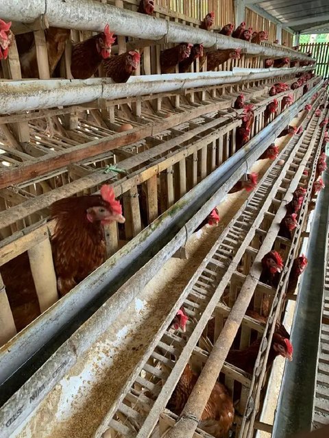 Rumahnya Diubah Jadi Kandang Ayam & Rusak Parah, Pemilik Murka ke Penyewa