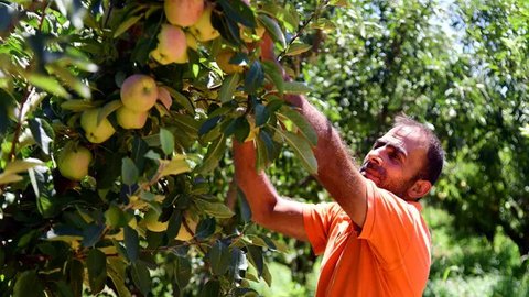 Nikmati Khasiat Buah Pir Lewat Rebusan Hangat yang Menyehatkan