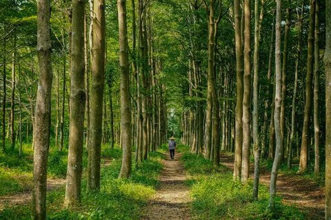 Ritual Aneh Seorang Pria di Jepang Buang Air Besar di Hutan selama 50 Tahun