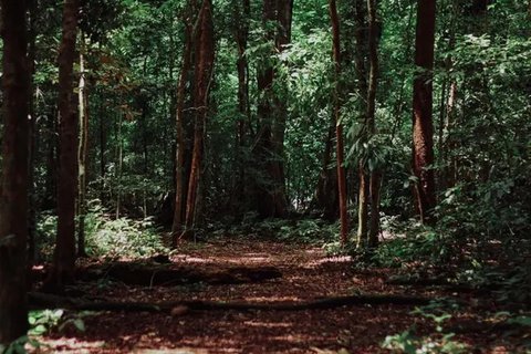 Ritual Aneh Seorang Pria di Jepang Buang Air Besar di Hutan selama 50 Tahun