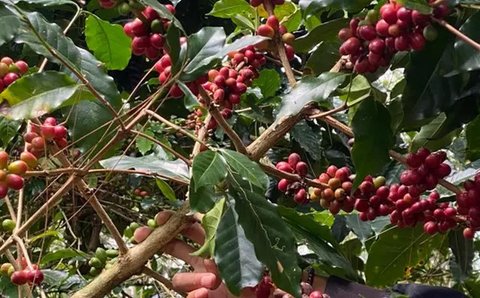 Cara Merebus Daun Benalu Kopi untuk Obat Kanker, Radang Sendi, hingga Masalah Tidur Mendengkur