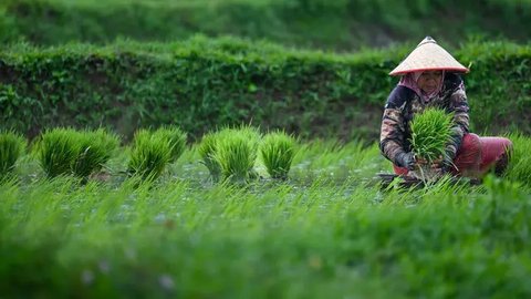 FOTO: Pemerintah Targetkan Produksi Padi Nasional pada 2025 Capai 32 Juta Ton