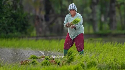 FOTO: Pemerintah Targetkan Produksi Padi Nasional pada 2025 Capai 32 Juta Ton