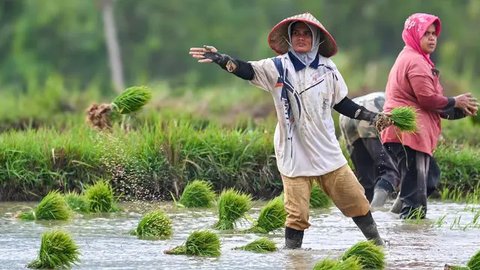 FOTO: Pemerintah Targetkan Produksi Padi Nasional pada 2025 Capai 32 Juta Ton