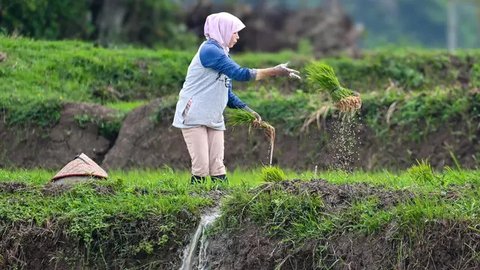 FOTO: Pemerintah Targetkan Produksi Padi Nasional pada 2025 Capai 32 Juta Ton