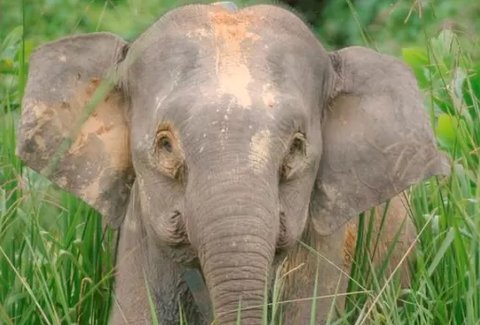 Mengapa Gajah di Kalimantan Berbadan Kecil? Ini Penjelasannya