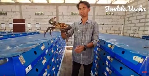 Dulu Kerja di Kantor Pajak, Pria Ini Sukses Usaha Kepiting di Kampung Halaman