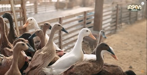 Dulu Kerja di BUMN, Pria Ini Sukses Ternak Bebek Petelur Berkat Doa Orangtua