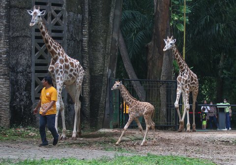 FOTO: Lucunya Anak Jerapah Lahir di Taman Margasatwa Ragunan, Diberi Nama Rajaka