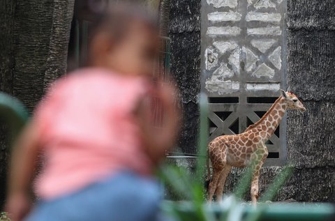 FOTO: Lucunya Anak Jerapah Lahir di Taman Margasatwa Ragunan, Diberi Nama Rajaka