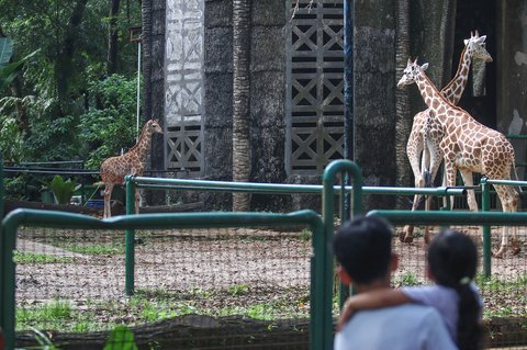 FOTO: Lucunya Anak Jerapah Lahir di Taman Margasatwa Ragunan, Diberi Nama Rajaka