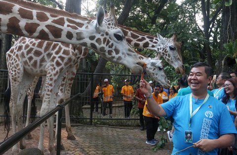 FOTO: Lucunya Anak Jerapah Lahir di Taman Margasatwa Ragunan, Diberi Nama Rajaka