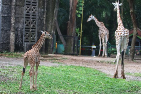 FOTO: Lucunya Anak Jerapah Lahir di Taman Margasatwa Ragunan, Diberi Nama Rajaka