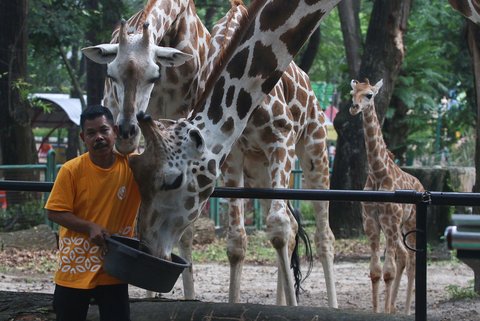 FOTO: Lucunya Anak Jerapah Lahir di Taman Margasatwa Ragunan, Diberi Nama Rajaka