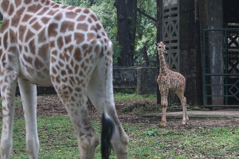 FOTO: Lucunya Anak Jerapah Lahir di Taman Margasatwa Ragunan, Diberi Nama Rajaka