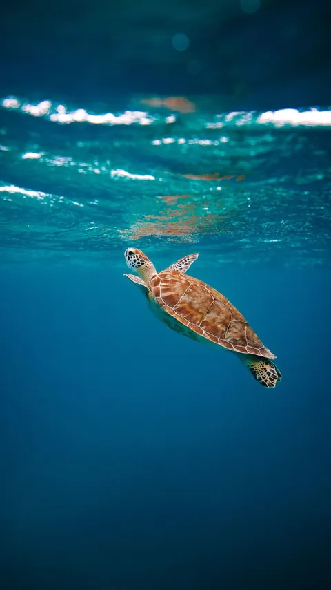 Fosil Kura-kura Laut Berusia 6 Juta Tahun Simpan Jejak DNA Hewan Purba