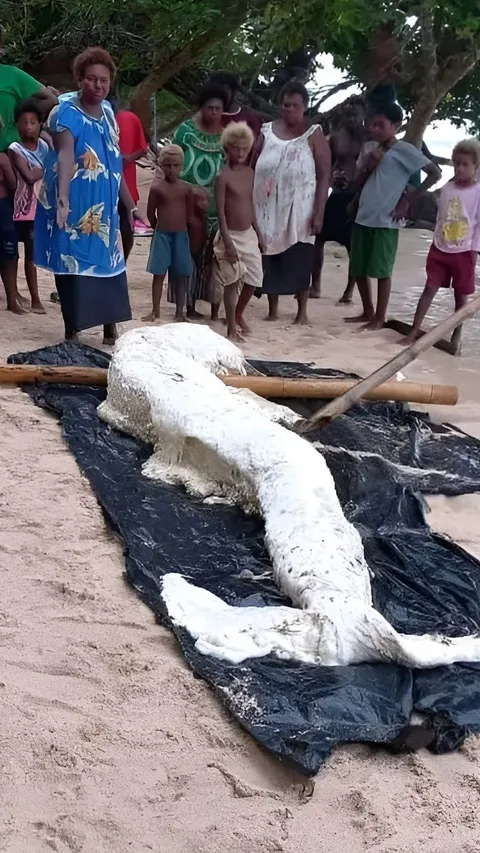 Heboh Penampakan Bangkai Putri Duyung Terdampar di Pantai Bikin Ahli Bingung, Badan Gemuk Penuh Lemak dengan Warna Putih Terang