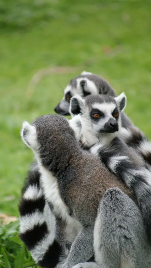 27 Oktober Hari Lemur Sedunia, Ketahui Sejarah dan Upaya Konservasinya
