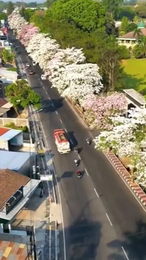 Viral Jalanan di Magelang Dipenuhi Bunga Tabebuya Bermekaran, Serasa di Luar Negeri