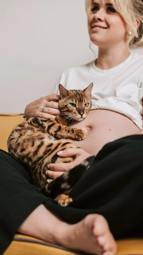 Ibu Hamil dan Kucing Kesayangan: Mitos dan Fakta