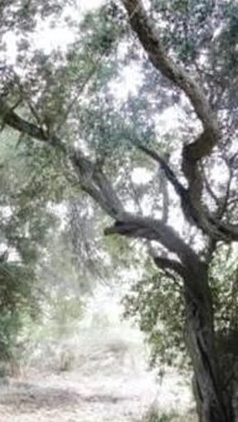 Pohon Zaitun Ini Diyakini Berusia 2.000 Tahun, Tapi Ilmuwan Berhasil Ungkap Usia Sebenarnya