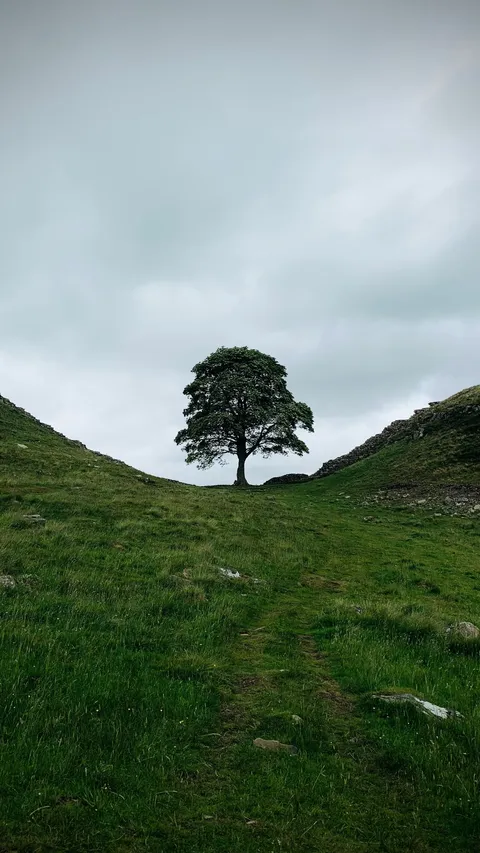 Pohon "Rohin Hood" yang Terkenal dan Bersejarah Ditemukan Tumbang Ditebang, Pelakunya Misterius