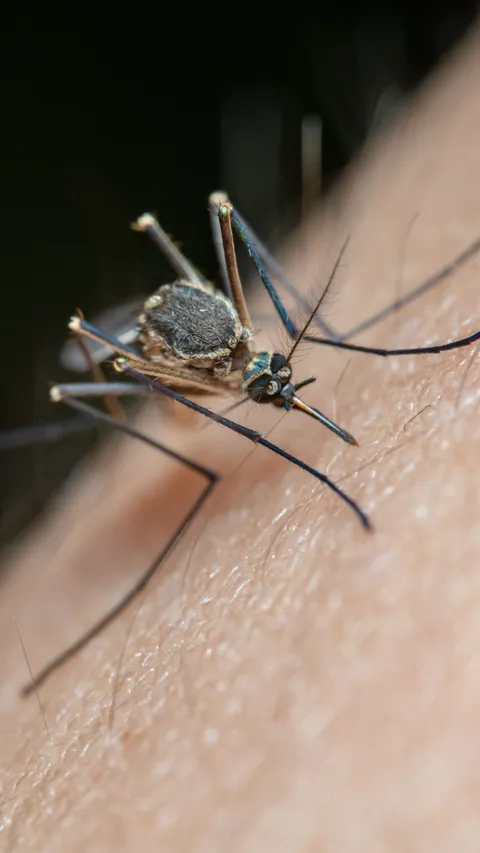 6 Hal yang Bikin Seseorang Mudah Digigit Nyamuk