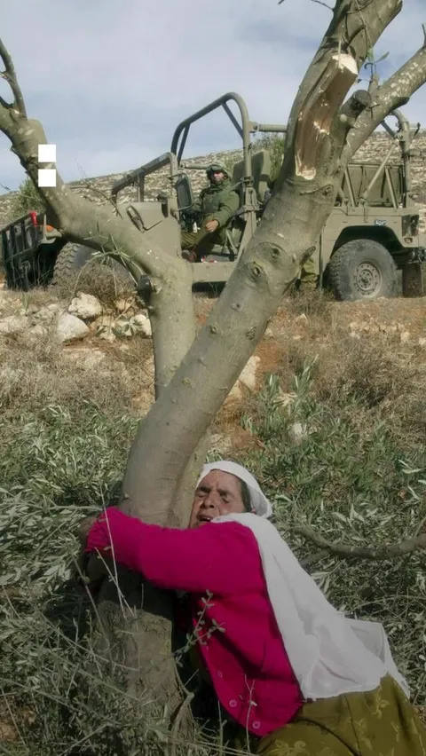 Perempuan Palestina Peluk Pohon Zaitun yang Dirobohkan Pemukim Israel